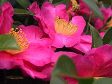 220px-Camellia_sasanqua1JAM343